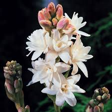 TUBEROSA – Polianthes tuberosa/absolut, 5 ml